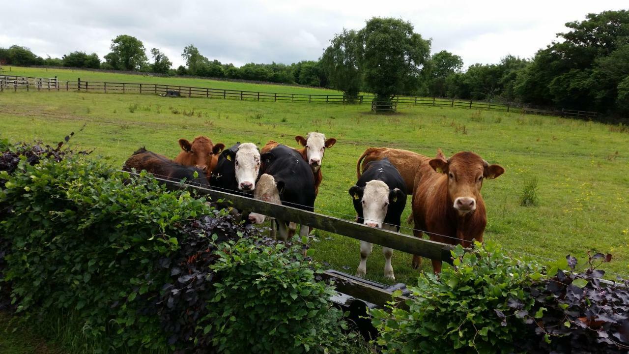 Hazelwood Country House Bed & Breakfast Adare Exterior photo